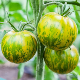 Green and yellow-striped tomatoes on the vine.
