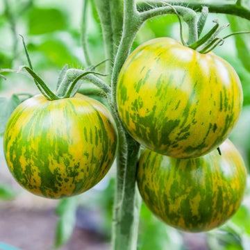 Green and yellow-striped tomatoes on the vine.