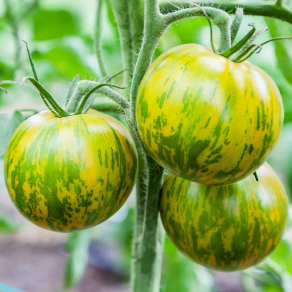 Green and yellow-striped tomatoes on the vine.