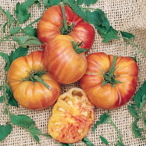 A group of large Old German bi-colored tomatoes with yellow and red marbling, displayed on a burlap background with green leaves.