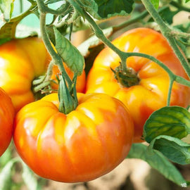 A cluster of ripe pineapple tomatoes with yellow and red colors, growing on the vine with green leaves.