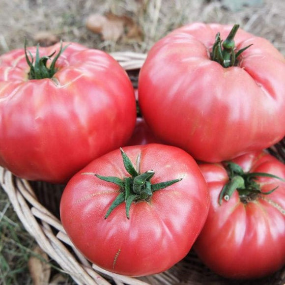 A basket filled with large, deep pink to purple tomatoes with green stems.