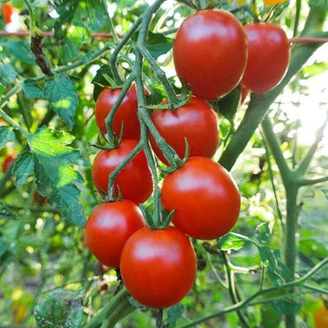 Cluster of small, red Sweetie tomatoes on the vine with green leaves in the background.