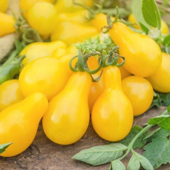 Close-up of yellow tomatoes with green leaves on a wooden surface
