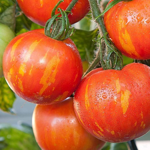 Cluster of ripe tomatoes with yellow and red stripes on a vine, indicating the Mr. Stripey variety.