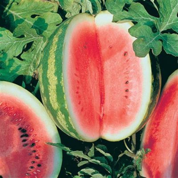 An image showing a ripe watermelon with a cut section revealing the red flesh, along with a few leaves and another watermelon piece.